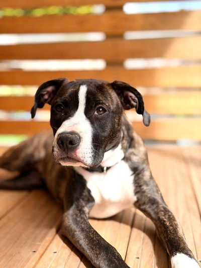 Mellow - Medium Cross Breed