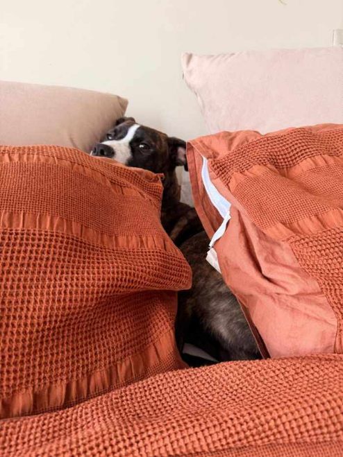 Gallery image: Mellow