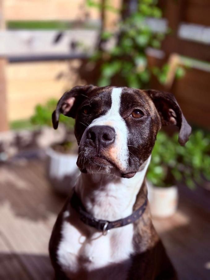 Gallery image: Mellow