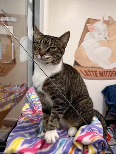 Pidan - Domestic Short Hair