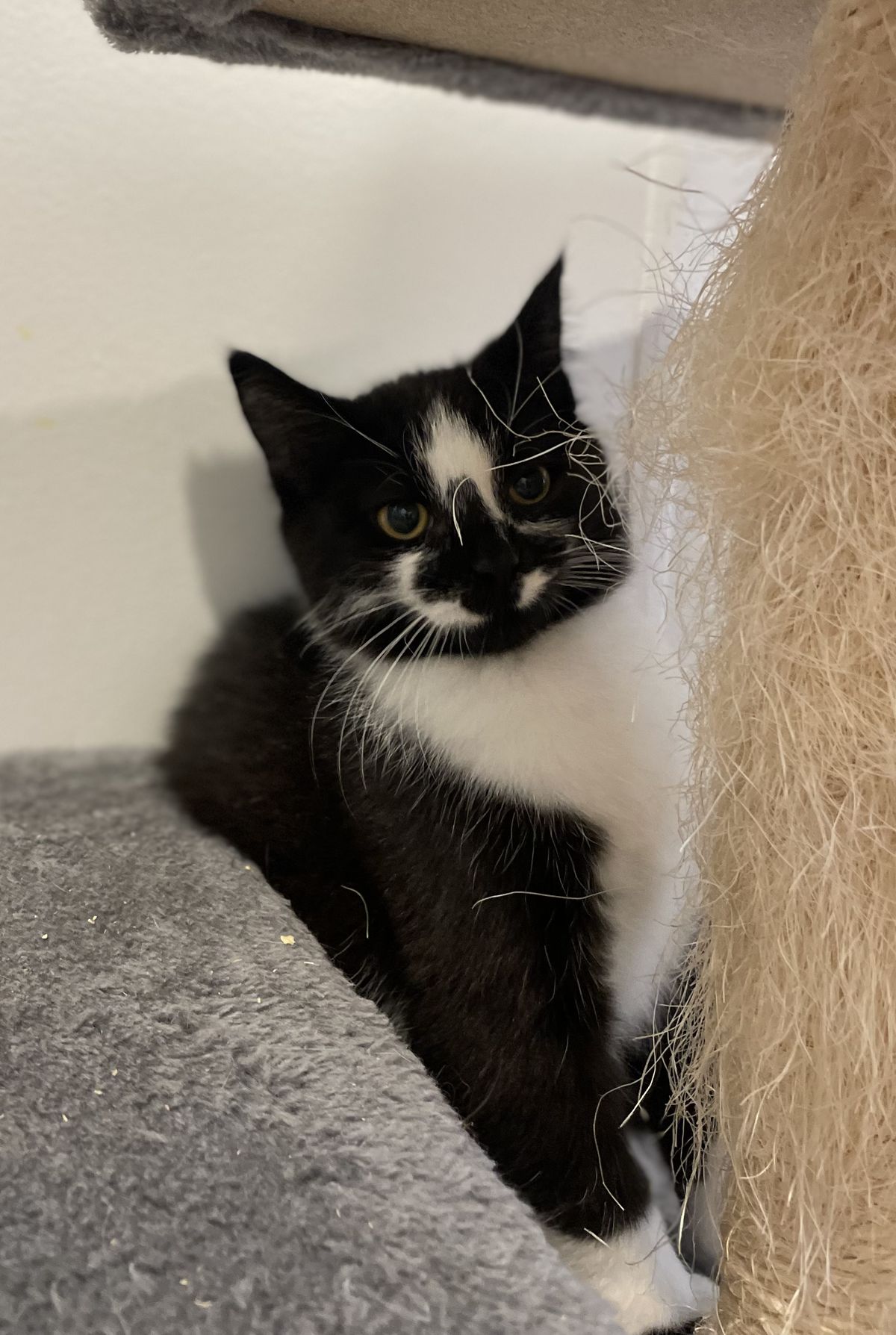 Gallery image: Babette