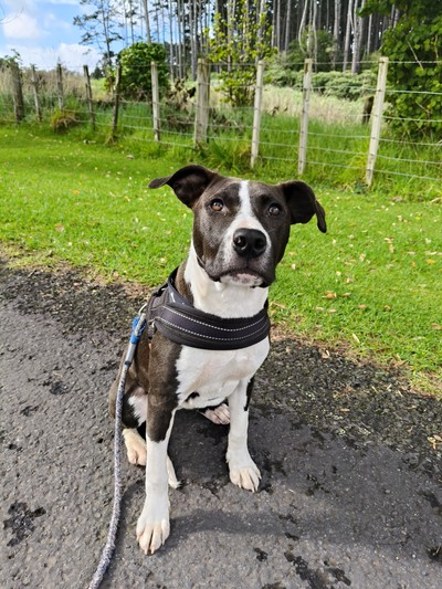 Quinn  - Medium Cross Breed