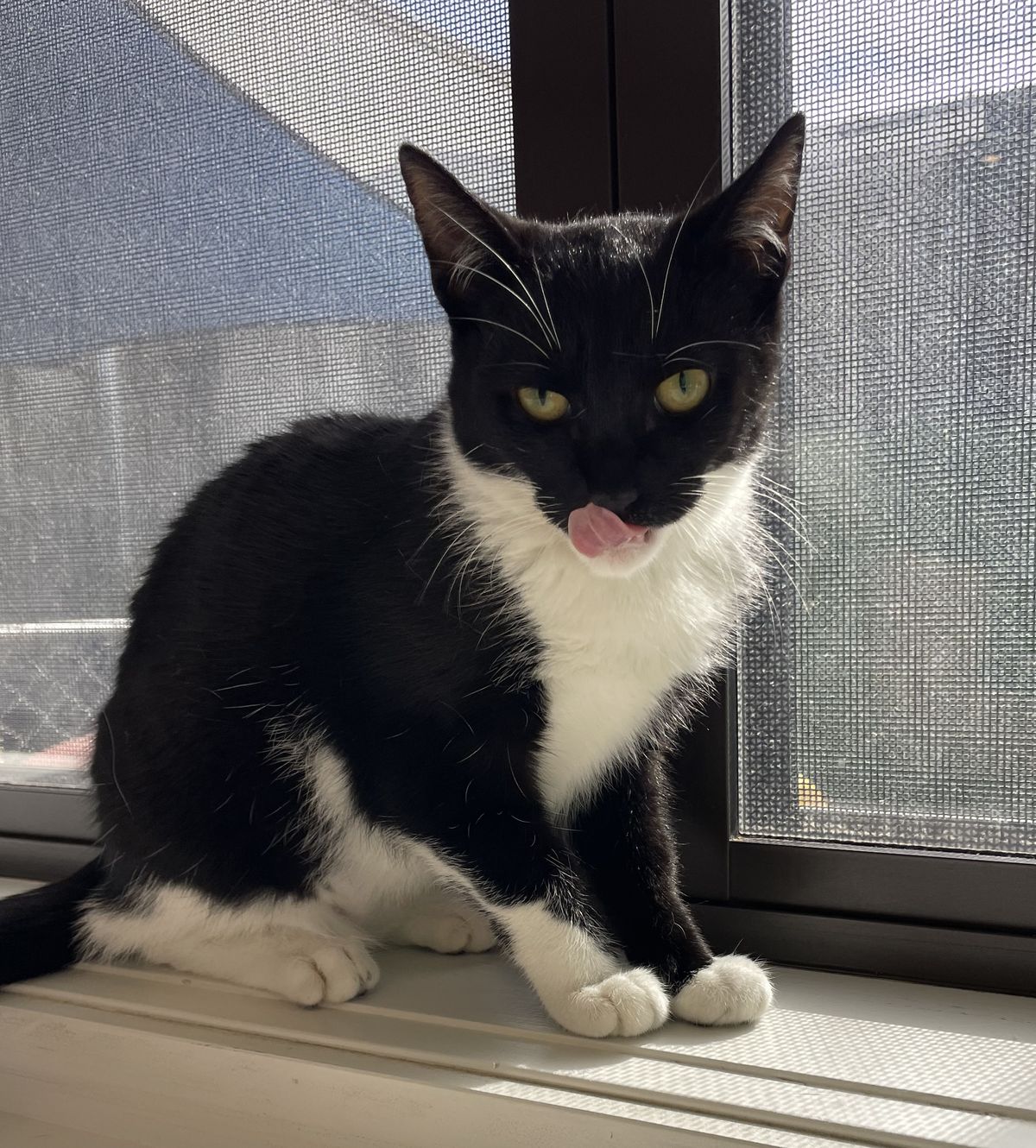 Gallery image: Kotahi