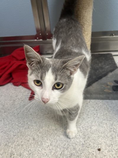 Smokey - Domestic Short Hair