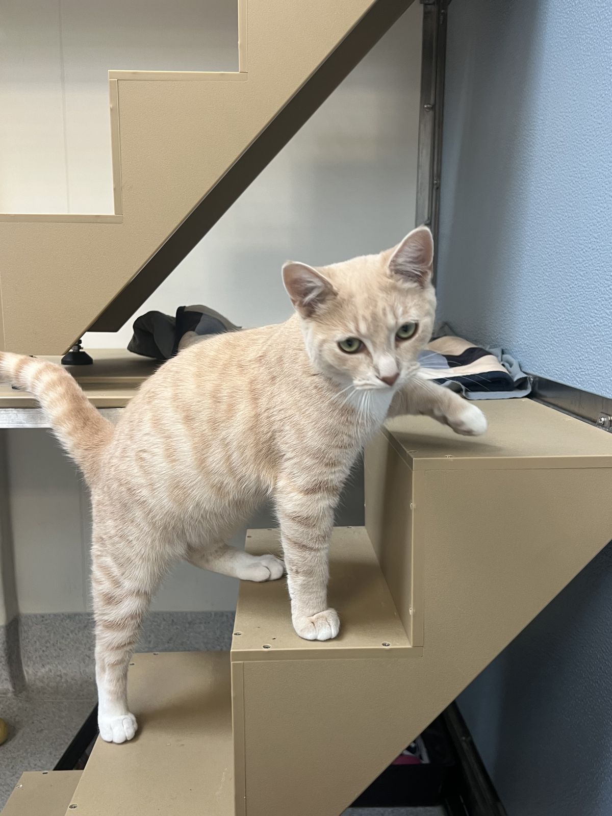 Gallery image: Siren