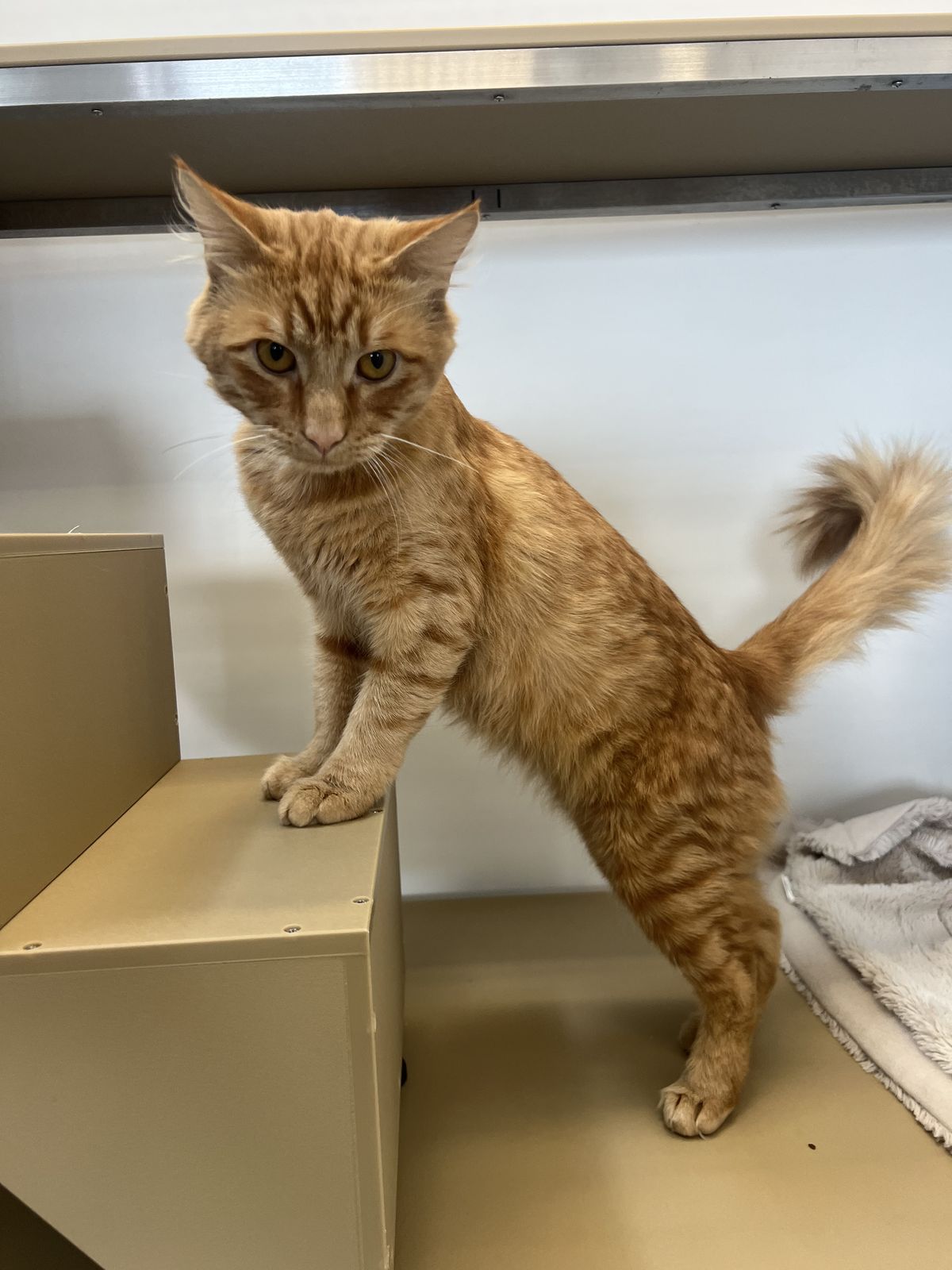 Gallery image: Clifford