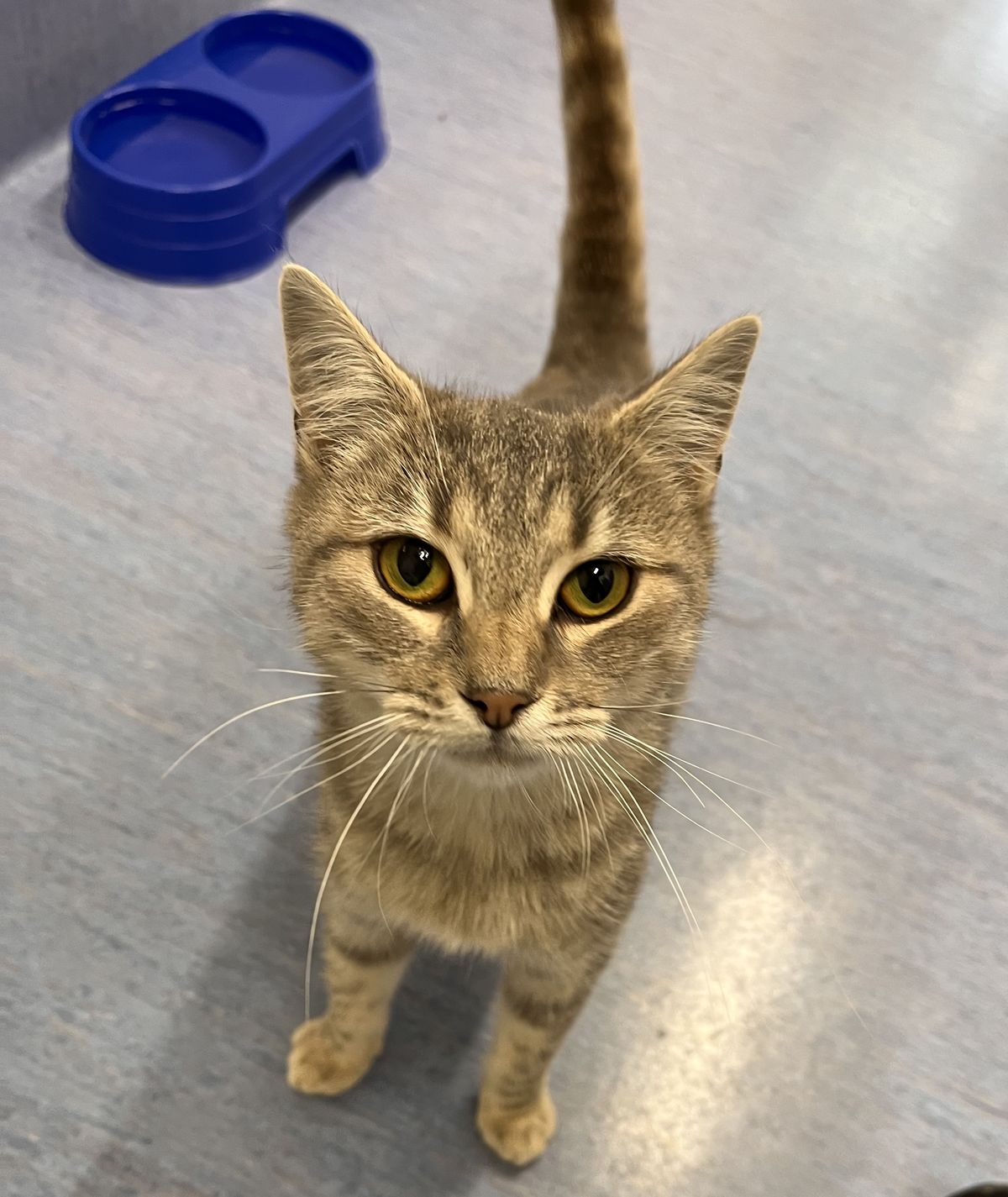 Gallery image: Athena