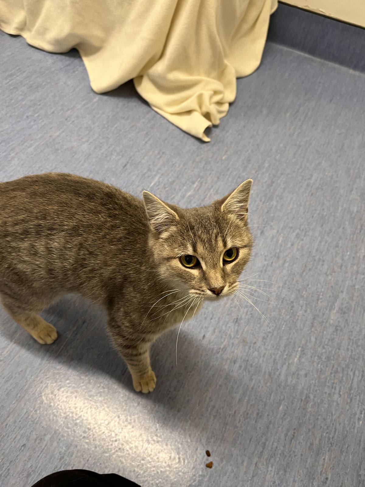 Gallery image: Athena