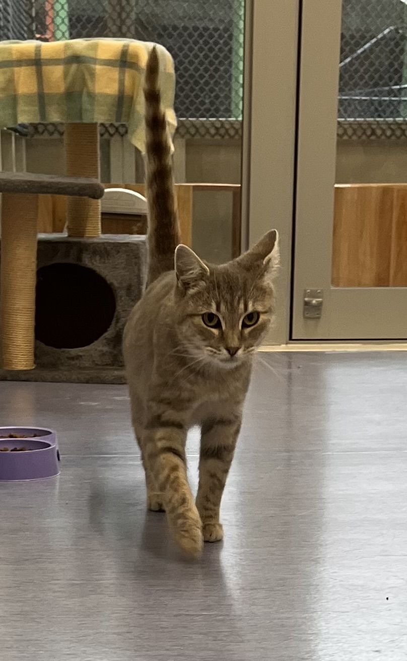 Gallery image: Athena