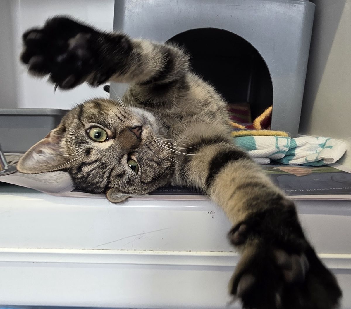 Gallery image: Grumpy Gary