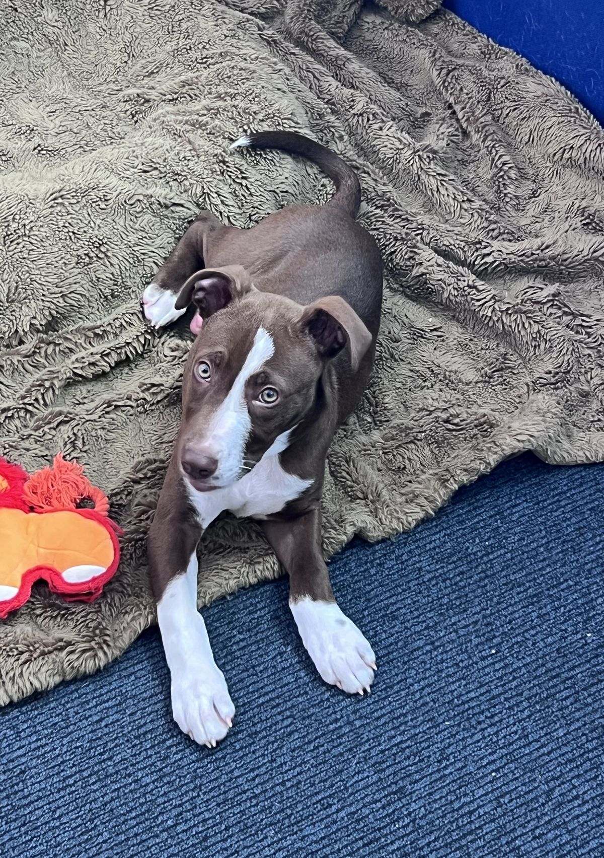 Gallery image: Bruce