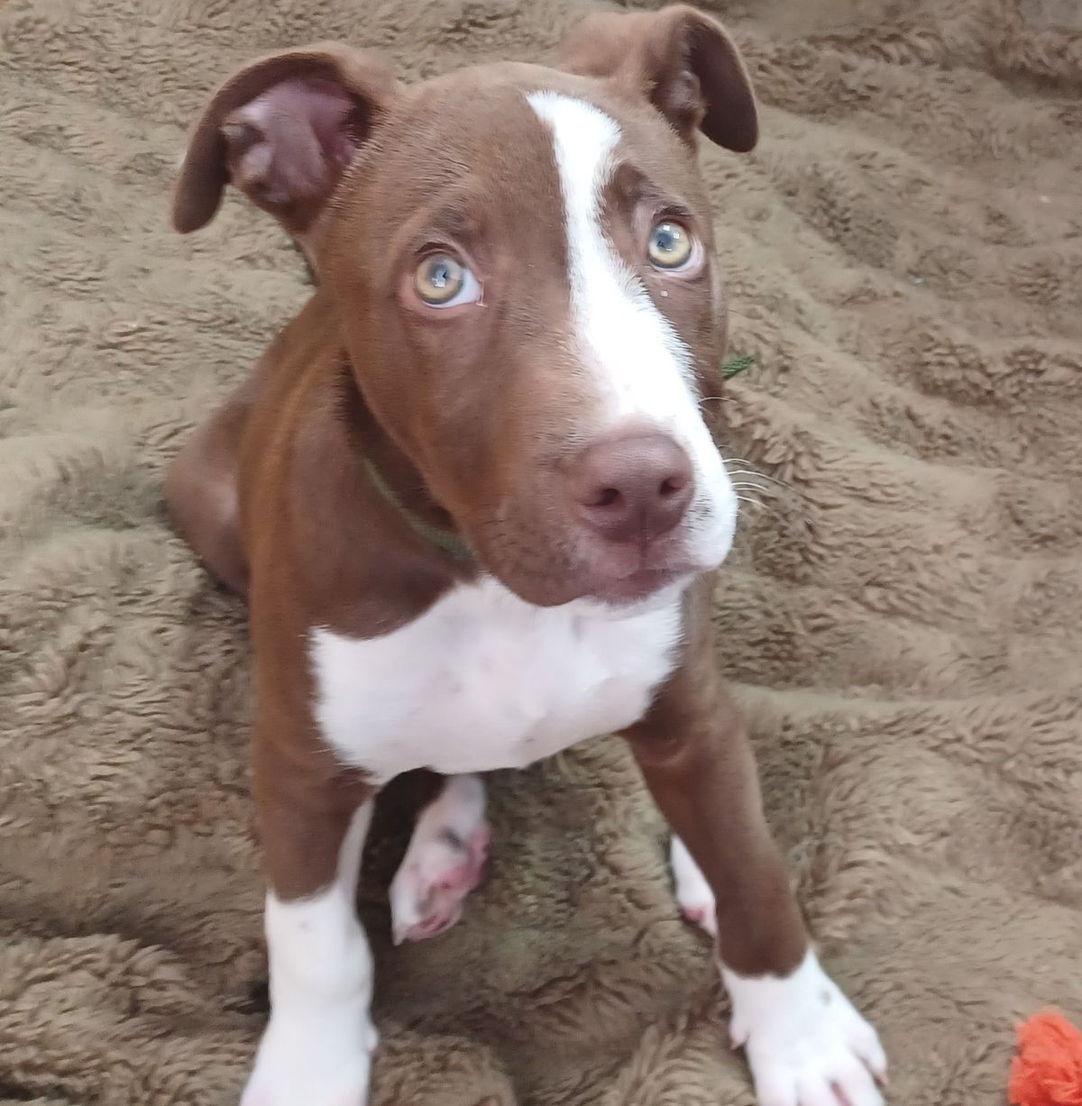 Gallery image: Bruce