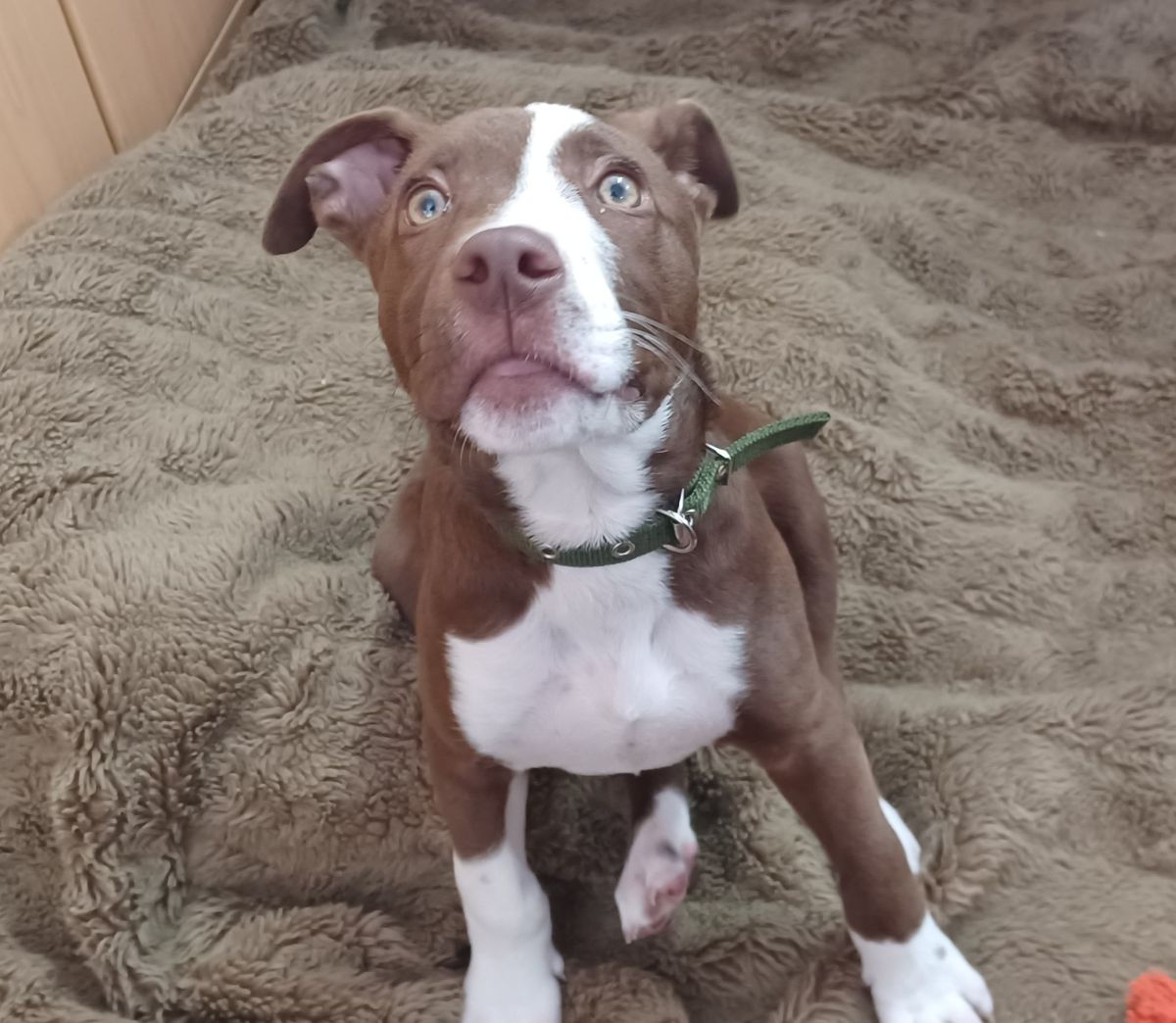 Gallery image: Bruce