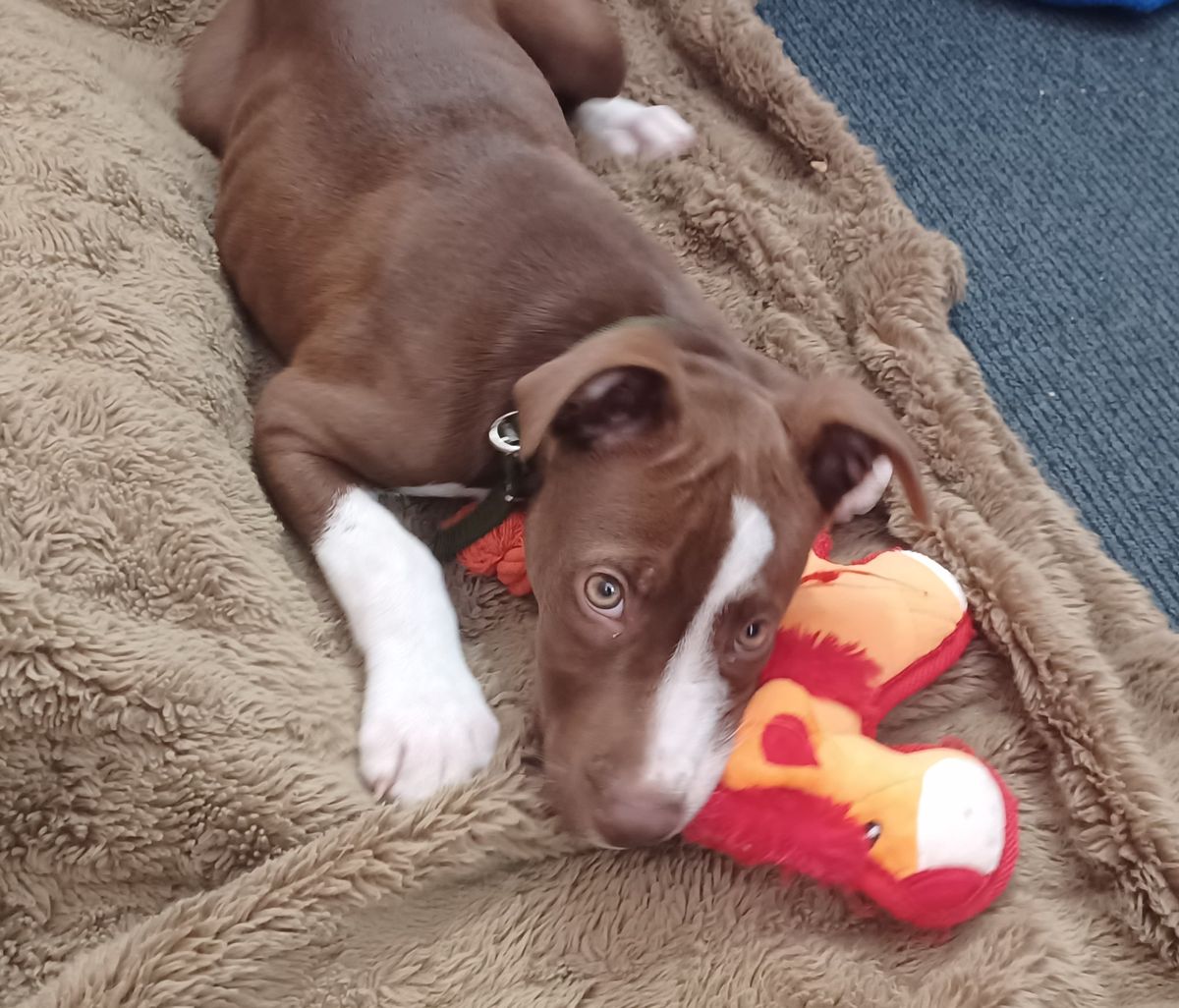 Gallery image: Bruce