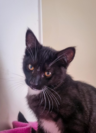 Henry - Domestic Short Hair