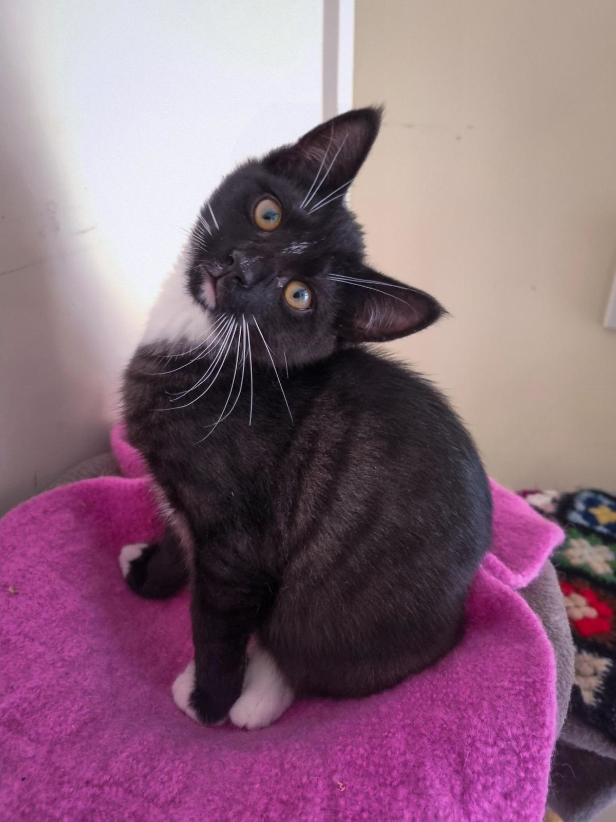 Gallery image: Henry