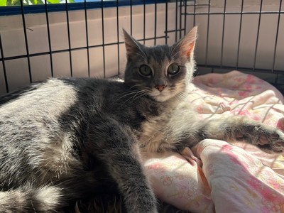 Benny - Domestic Short Hair