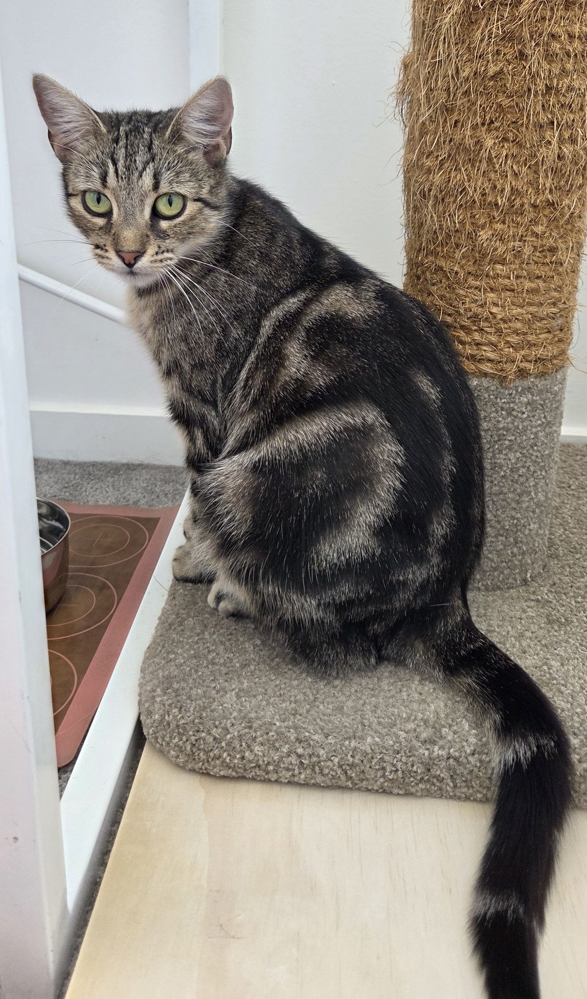 Gallery image: Rosie