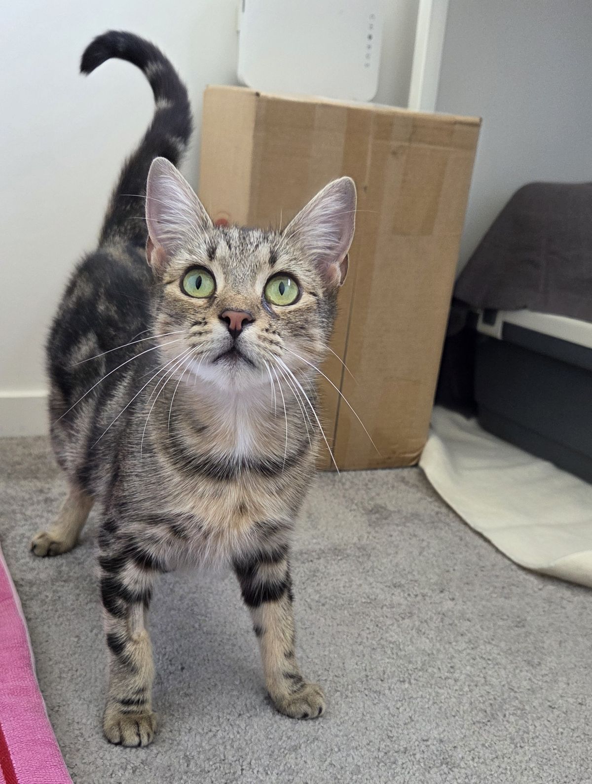 Gallery image: Rosie