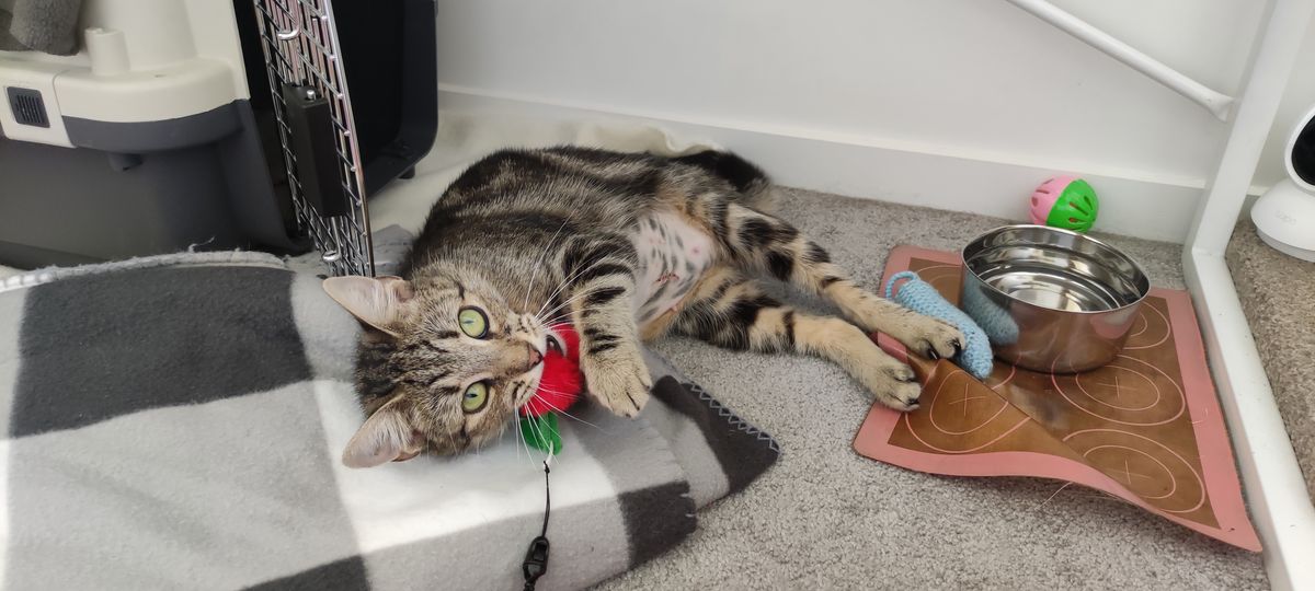 Gallery image: Rosie