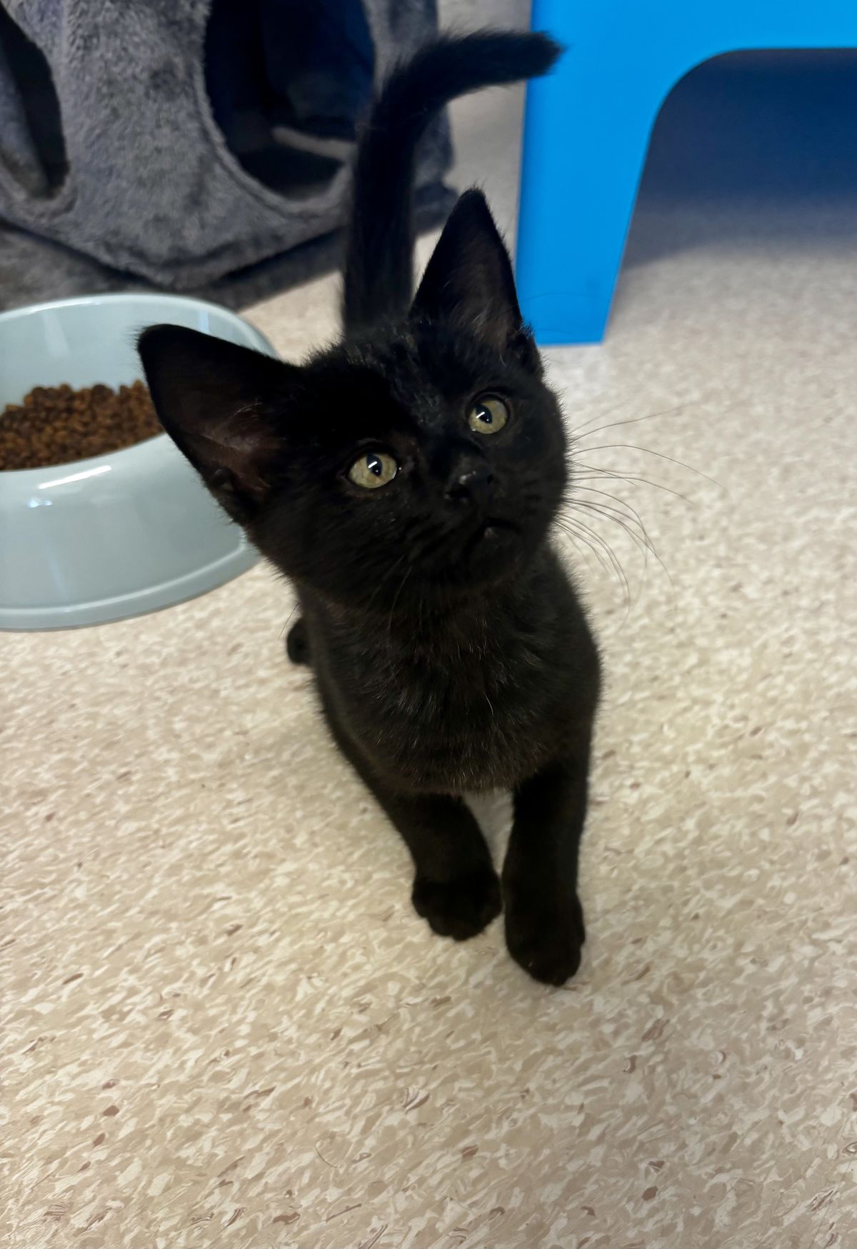 Gallery image: Felix