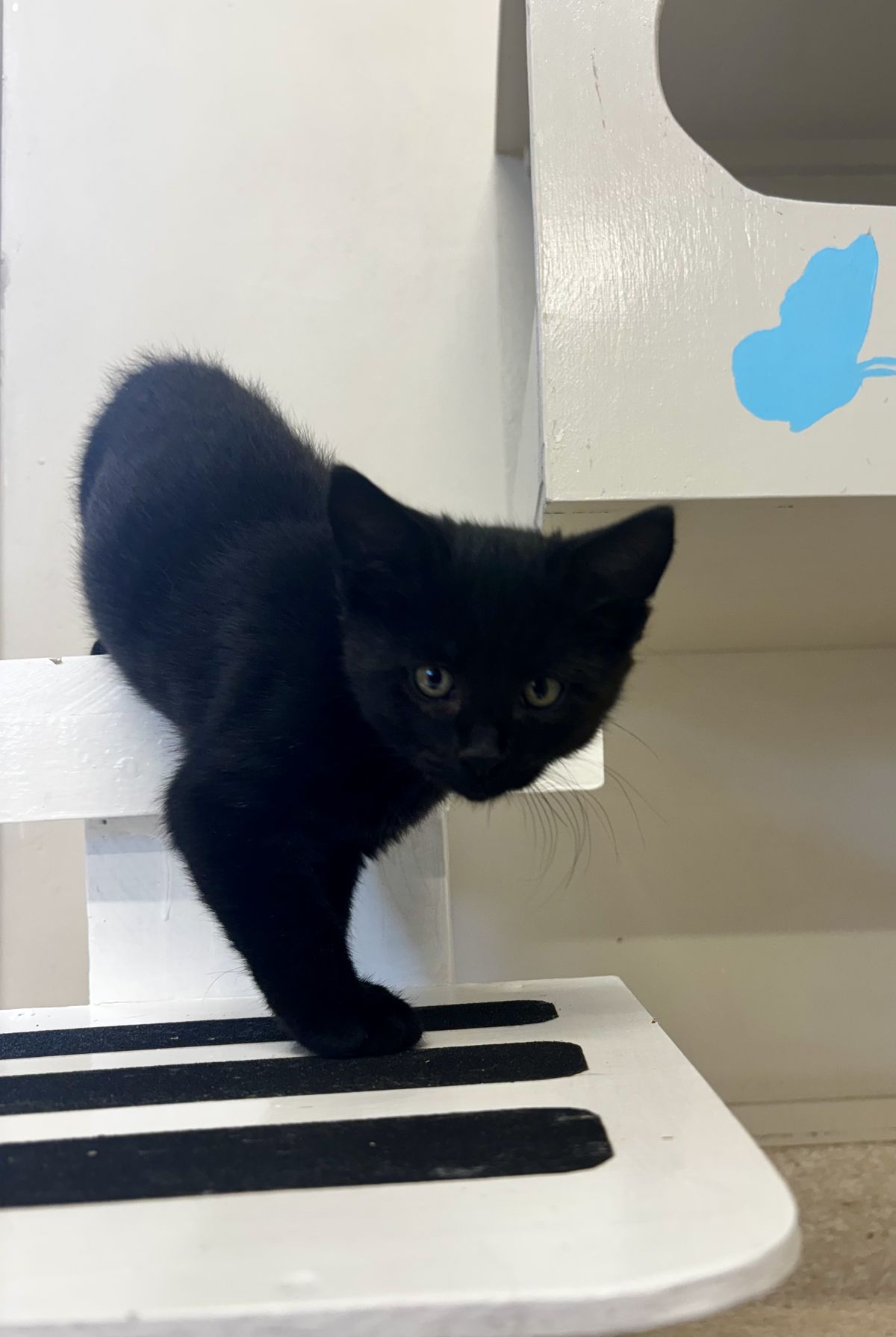 Gallery image: Felix