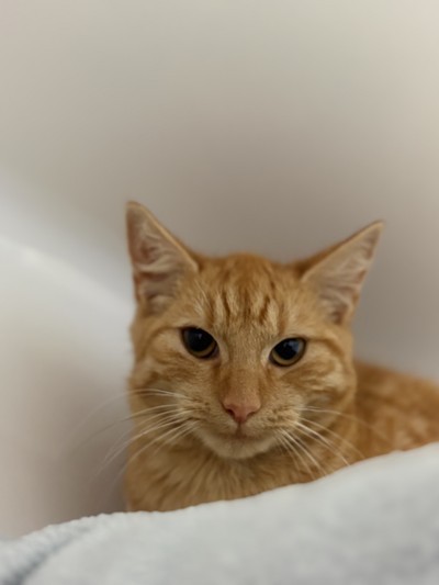 Finn  - Domestic Short Hair