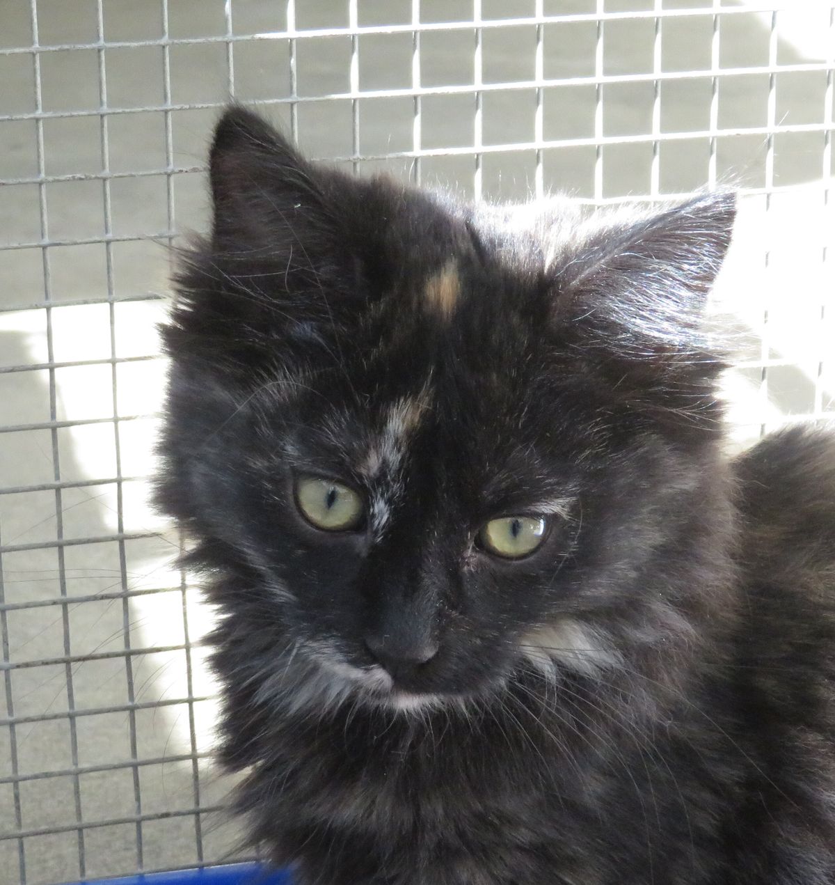 Gallery image: Annabelle