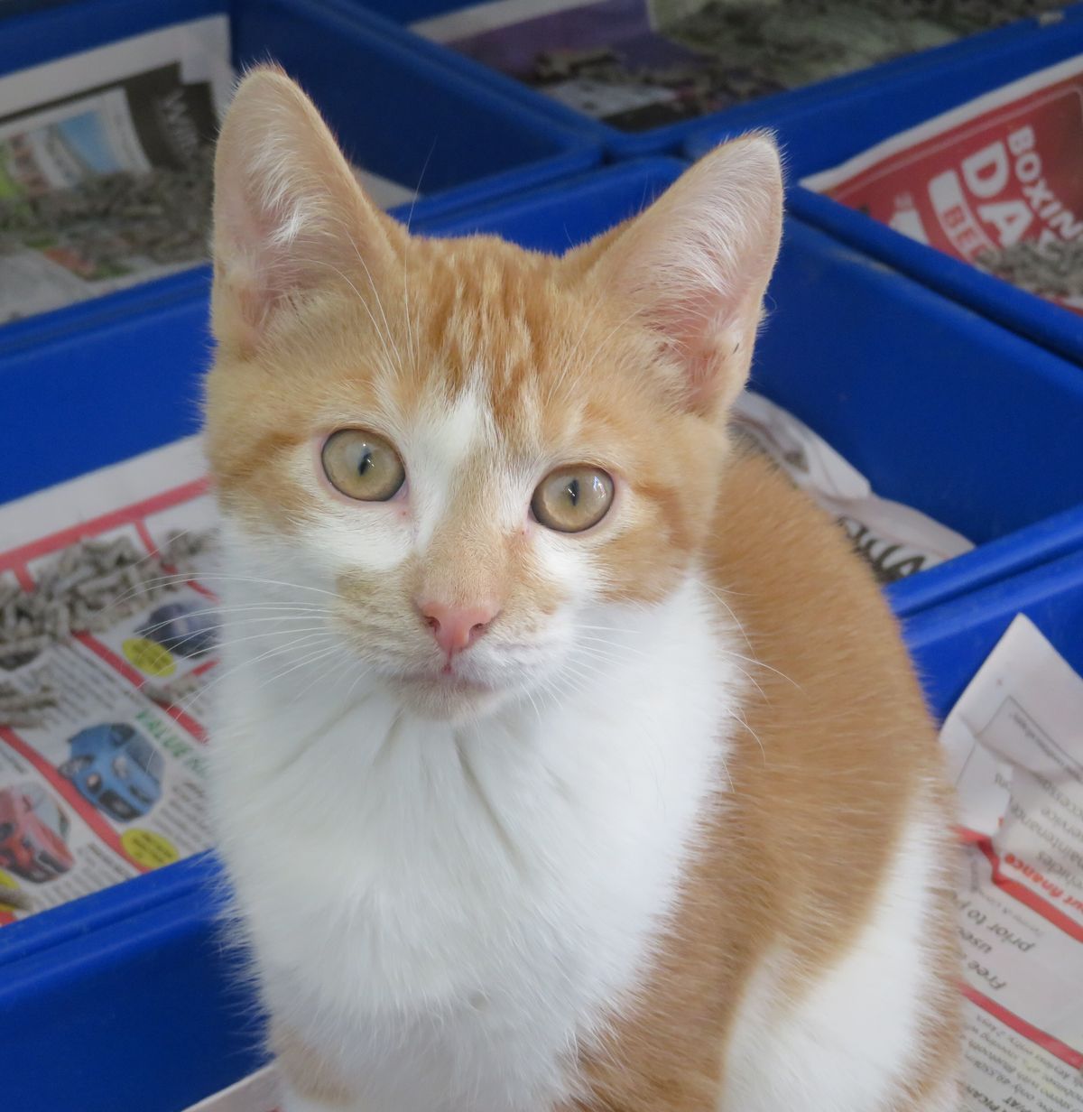 Gallery image: Chuckie