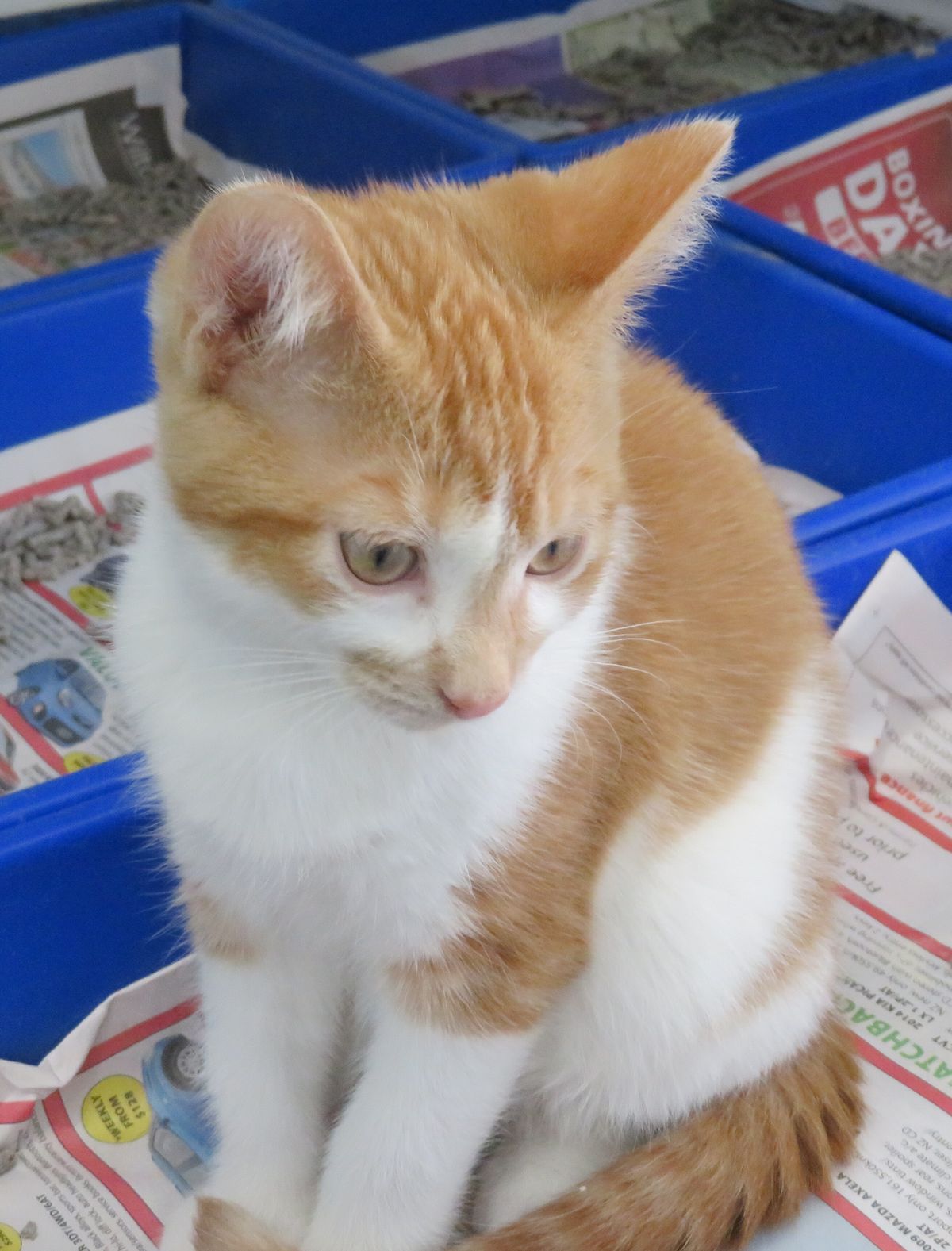 Gallery image: Chuckie