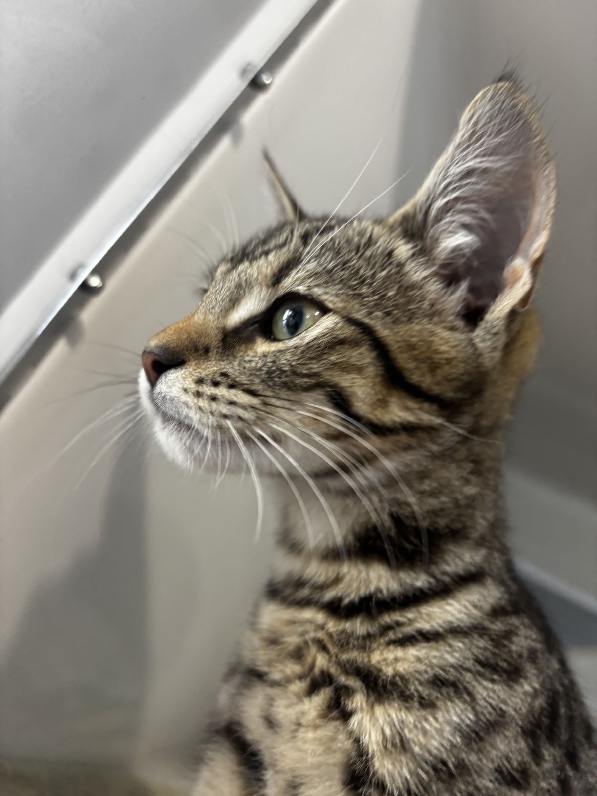 Gallery image: Domino