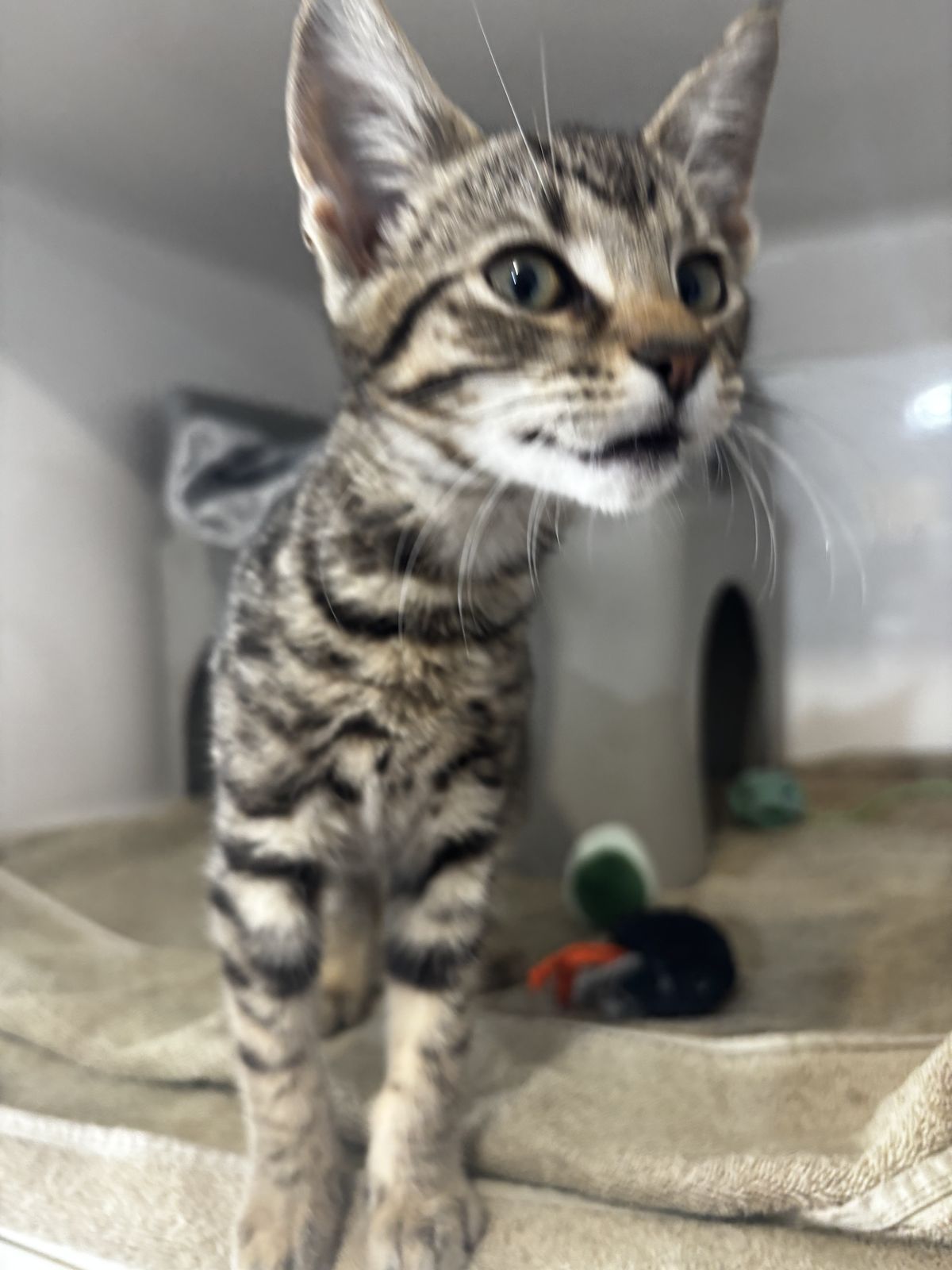 Gallery image: Domino