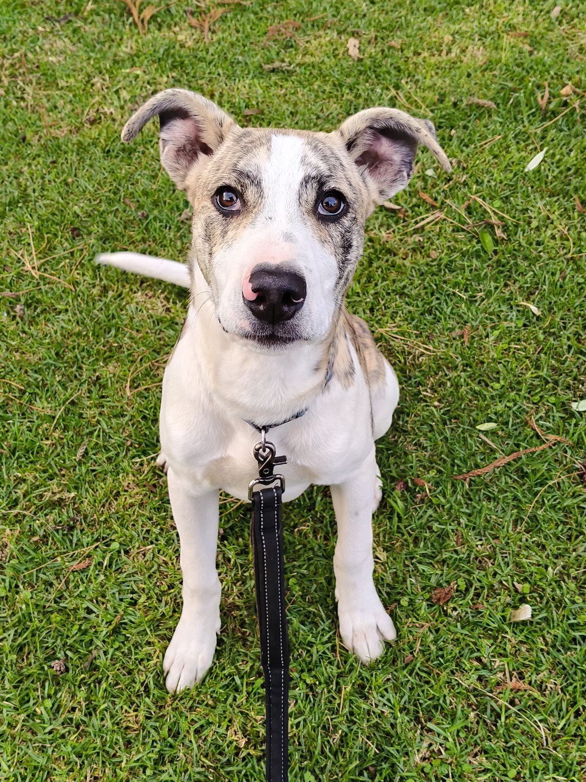 Gallery image: Bandit