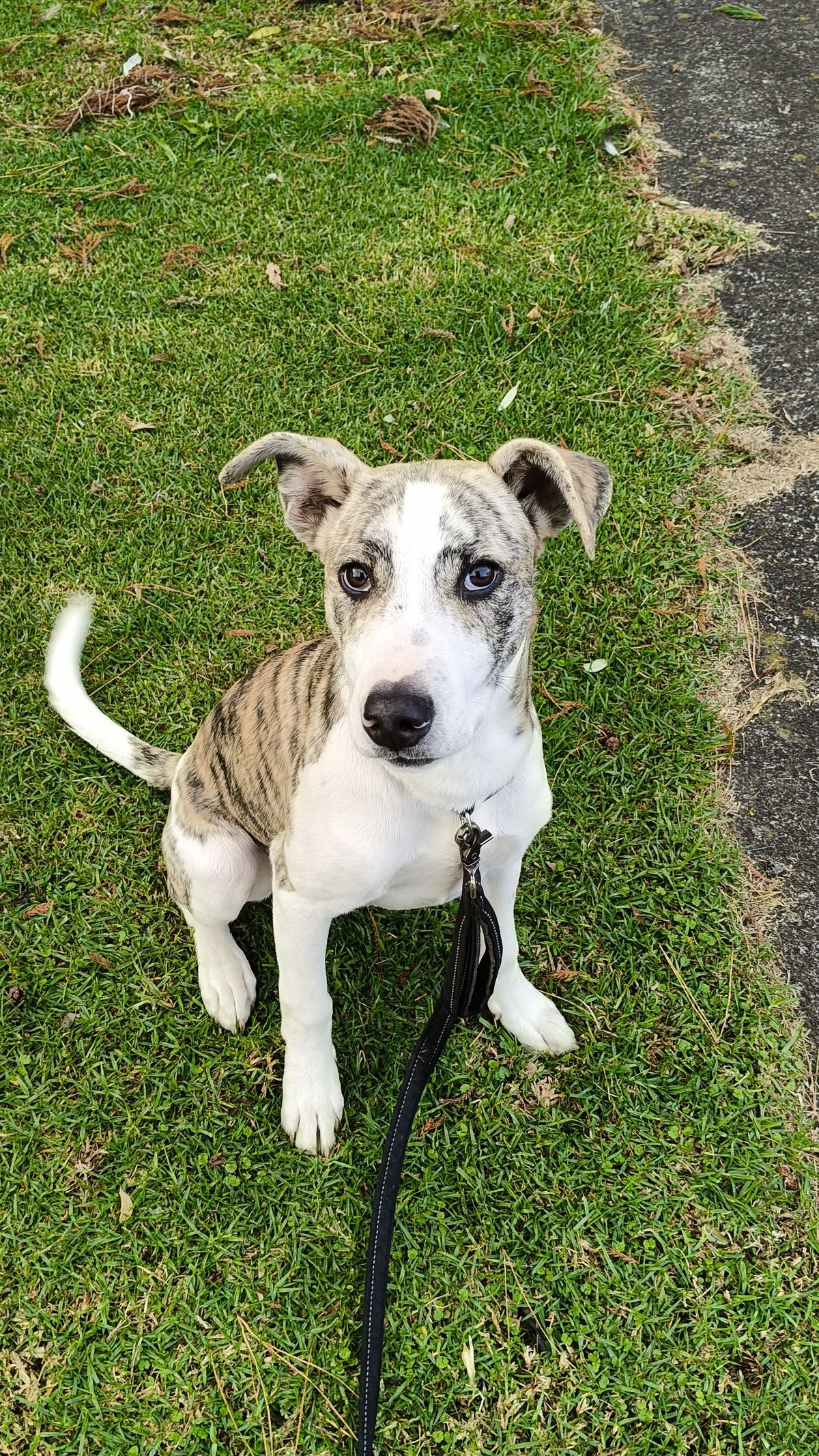 Gallery image: Bandit