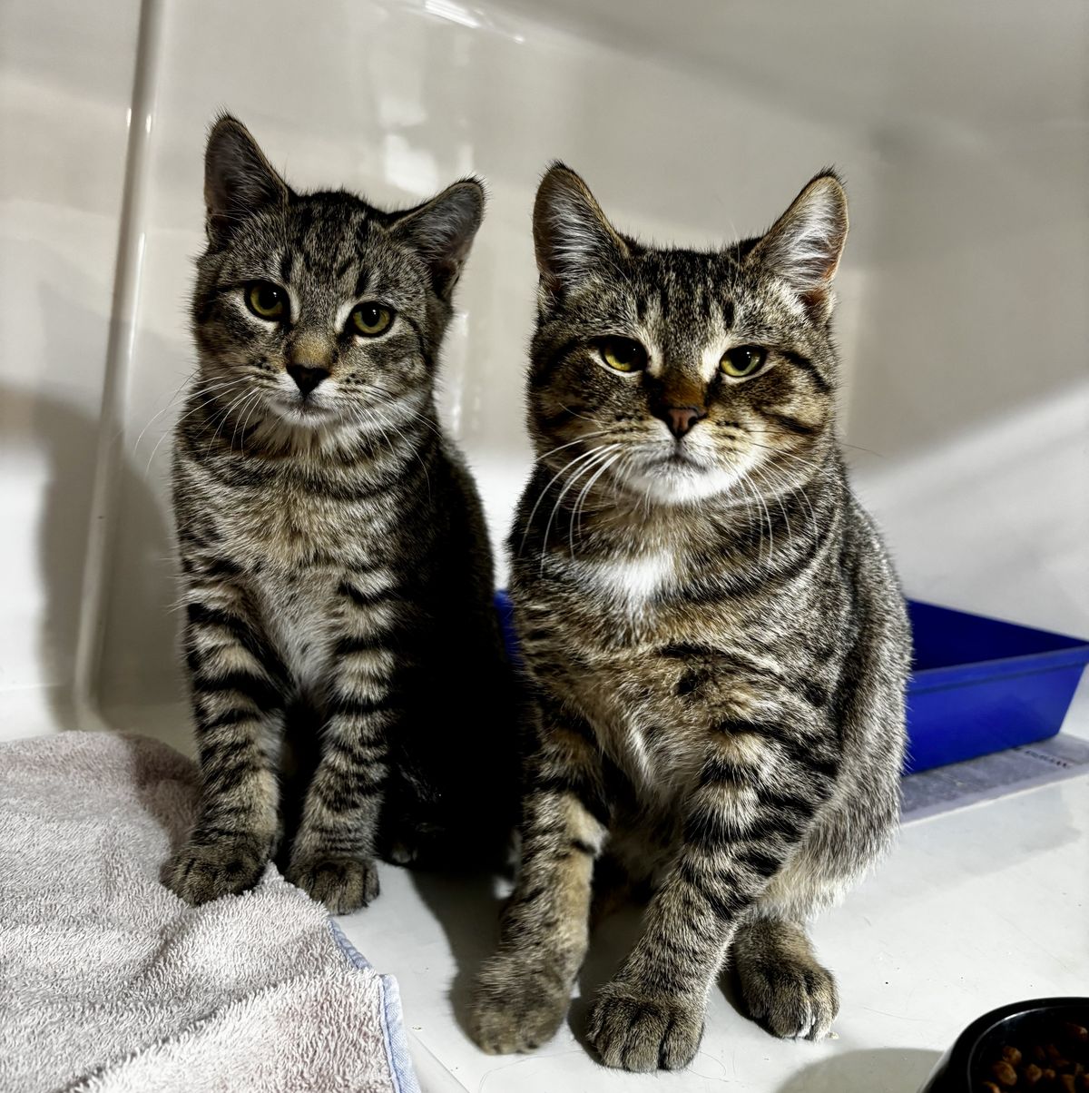 Gallery image: Orlando