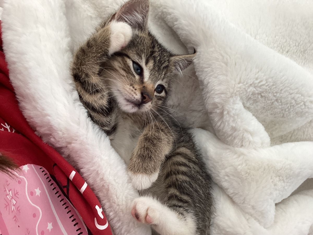 Gallery image: Bella