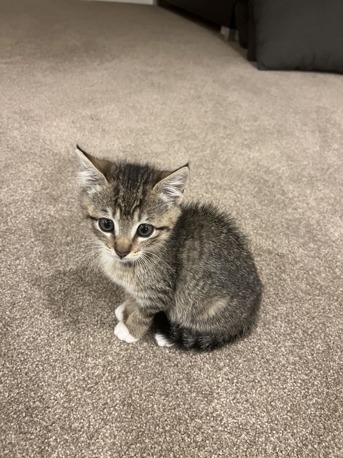 Gallery image: Bella