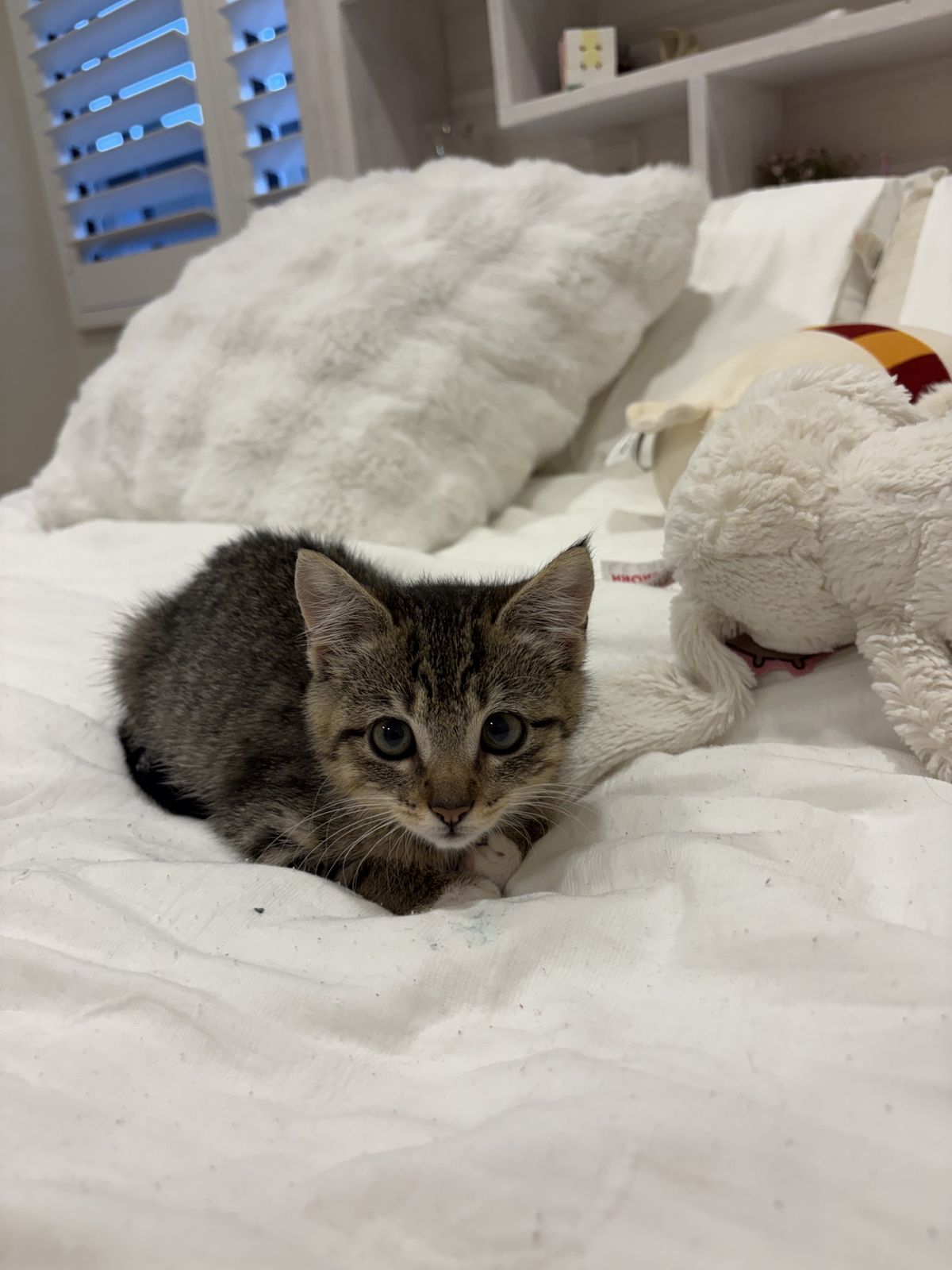 Gallery image: Bella