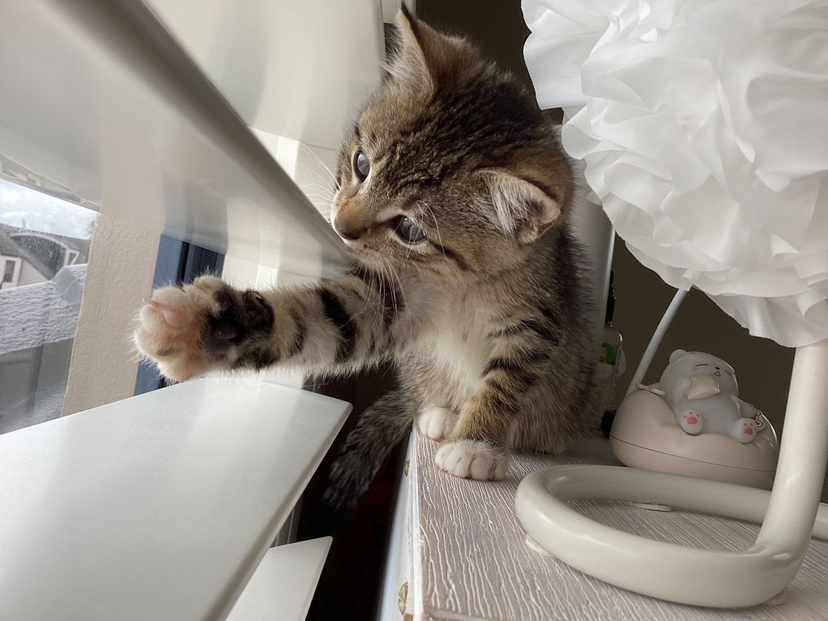 Gallery image: Bella