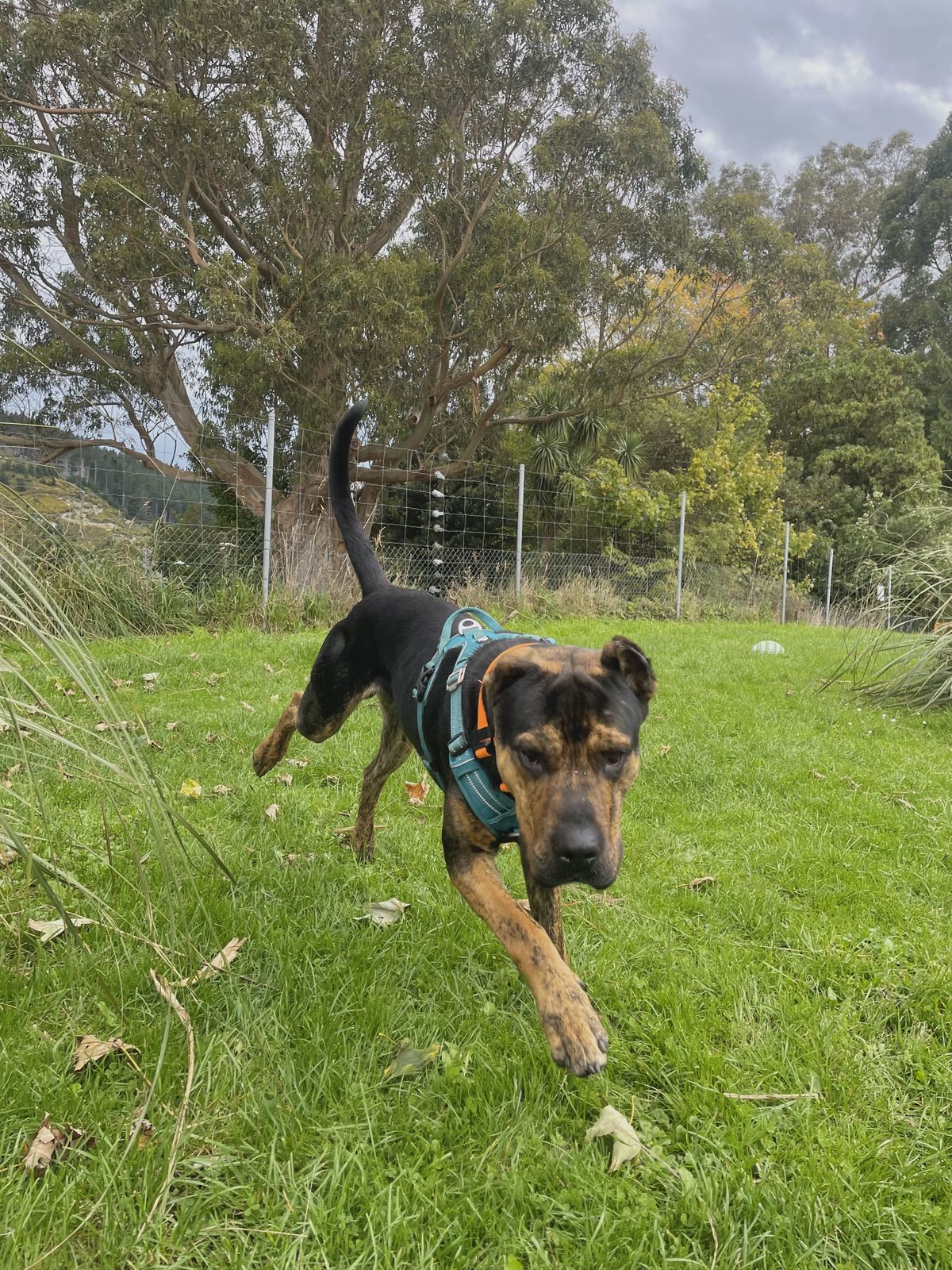 Gallery image: Ragnar