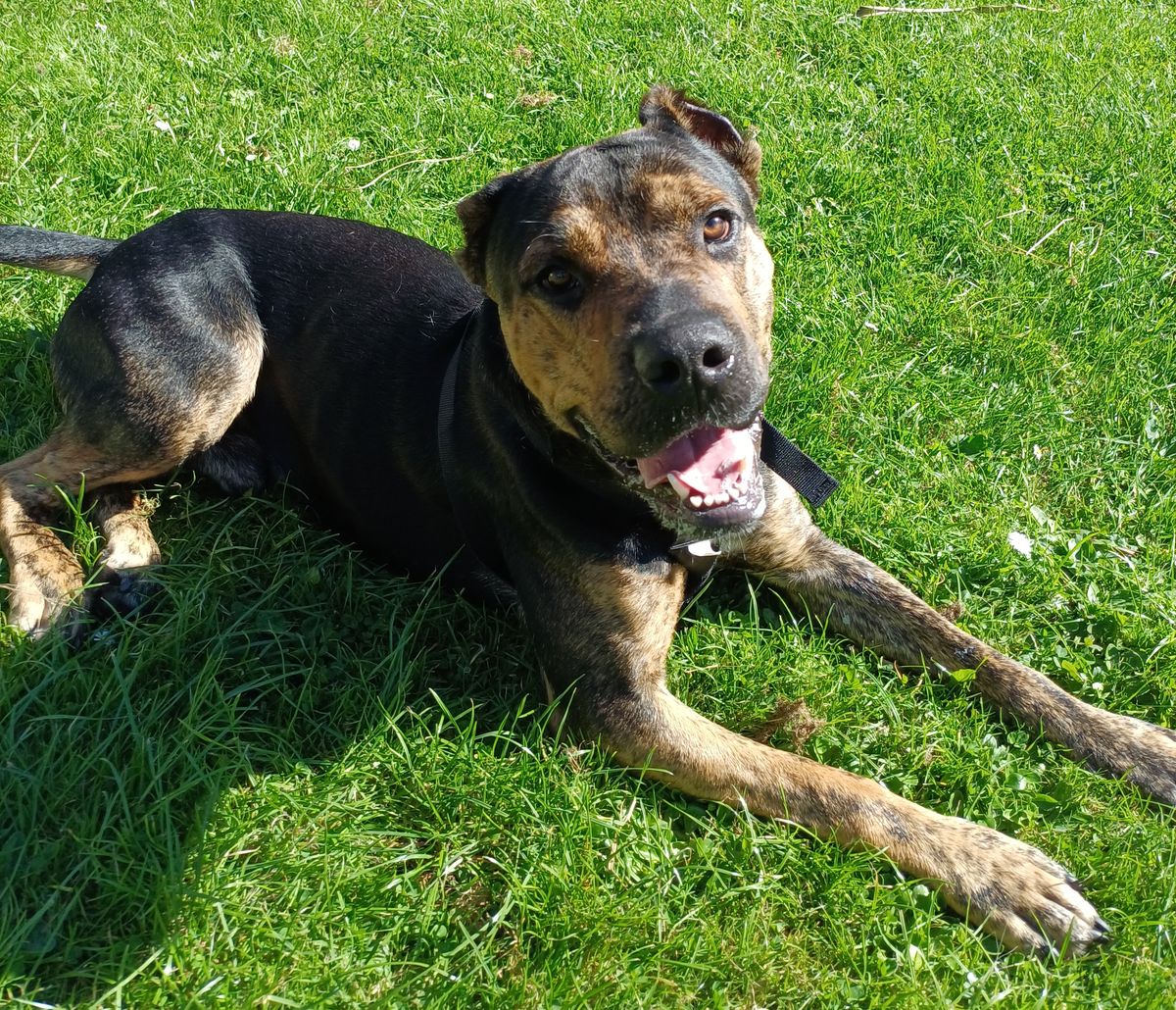 Gallery image: Ragnar