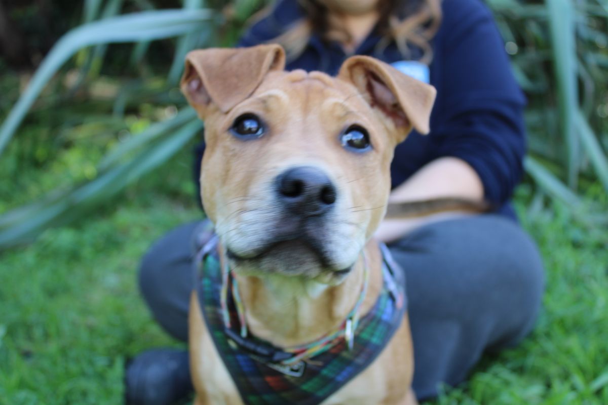 Gallery image: Gravy