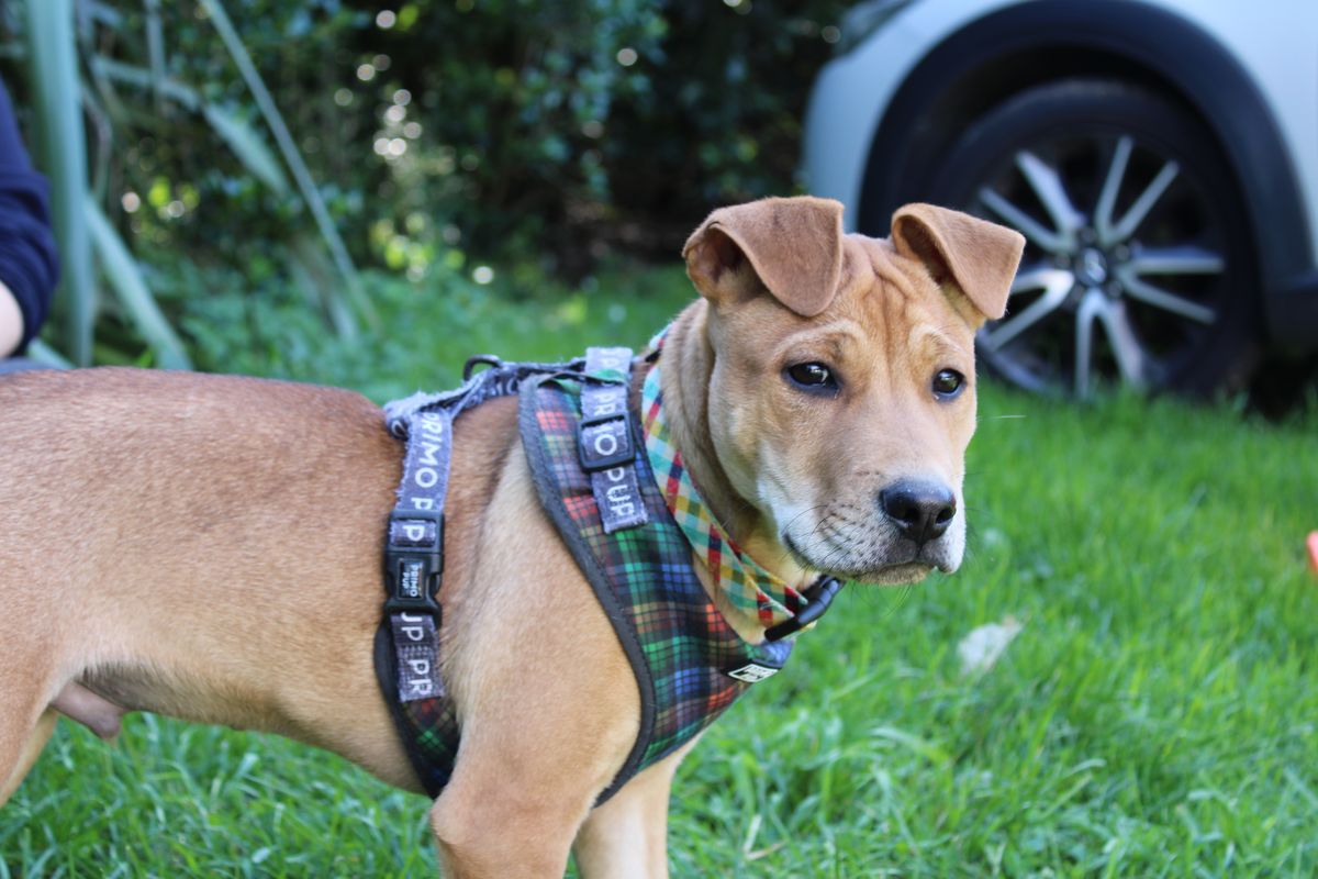 Gallery image: Gravy