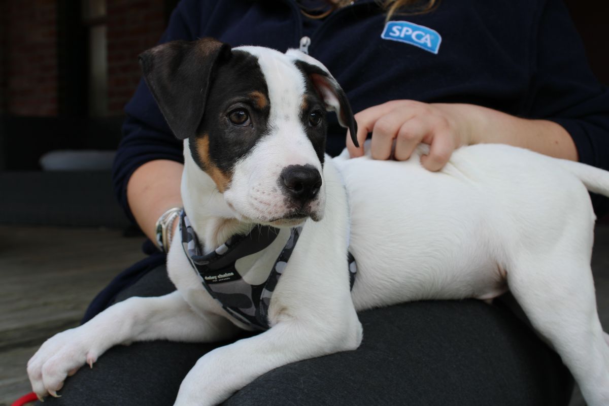 Gallery image: Edison