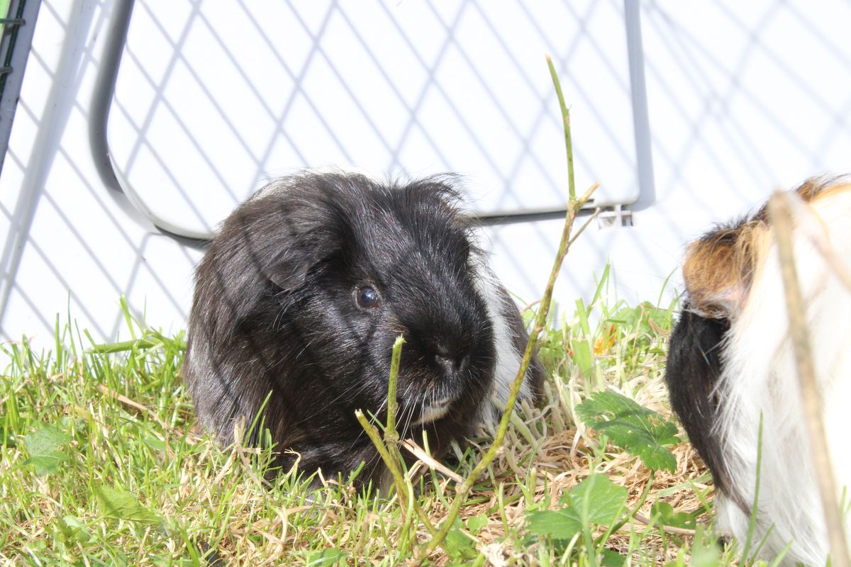 Gallery image: Dumpling