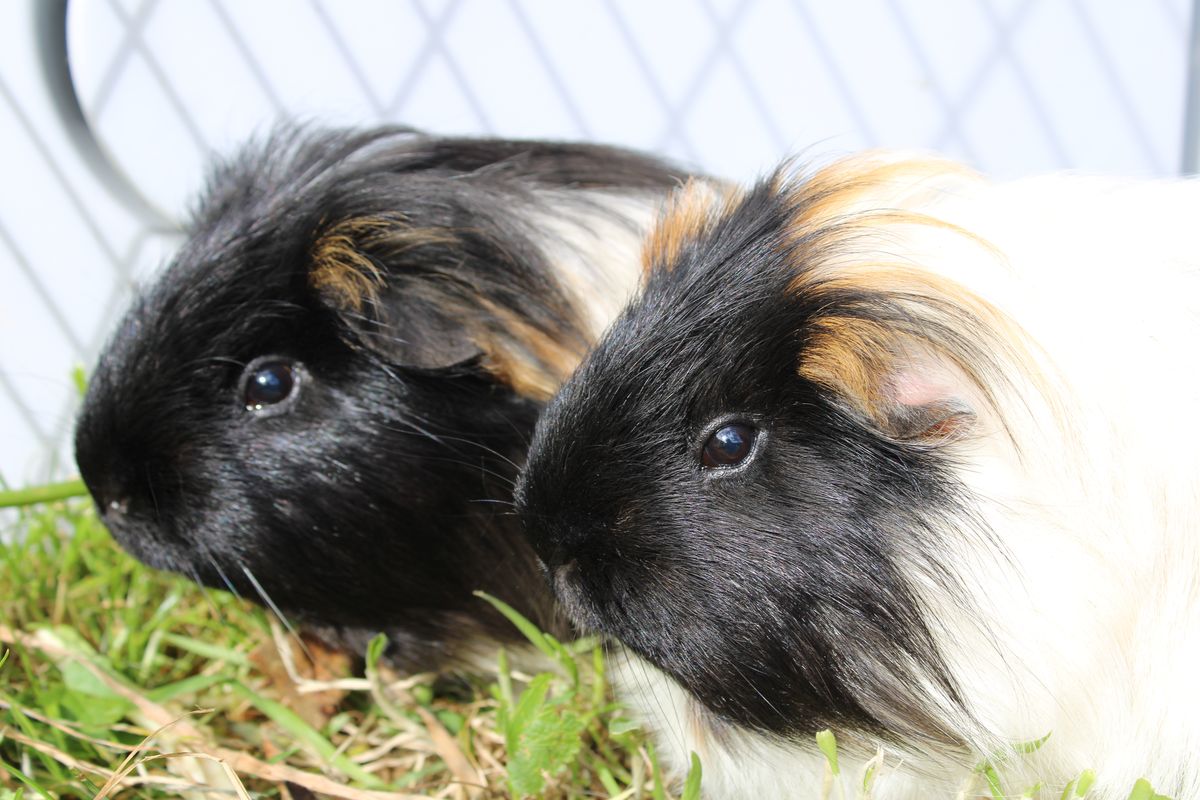 Gallery image: Dumpling