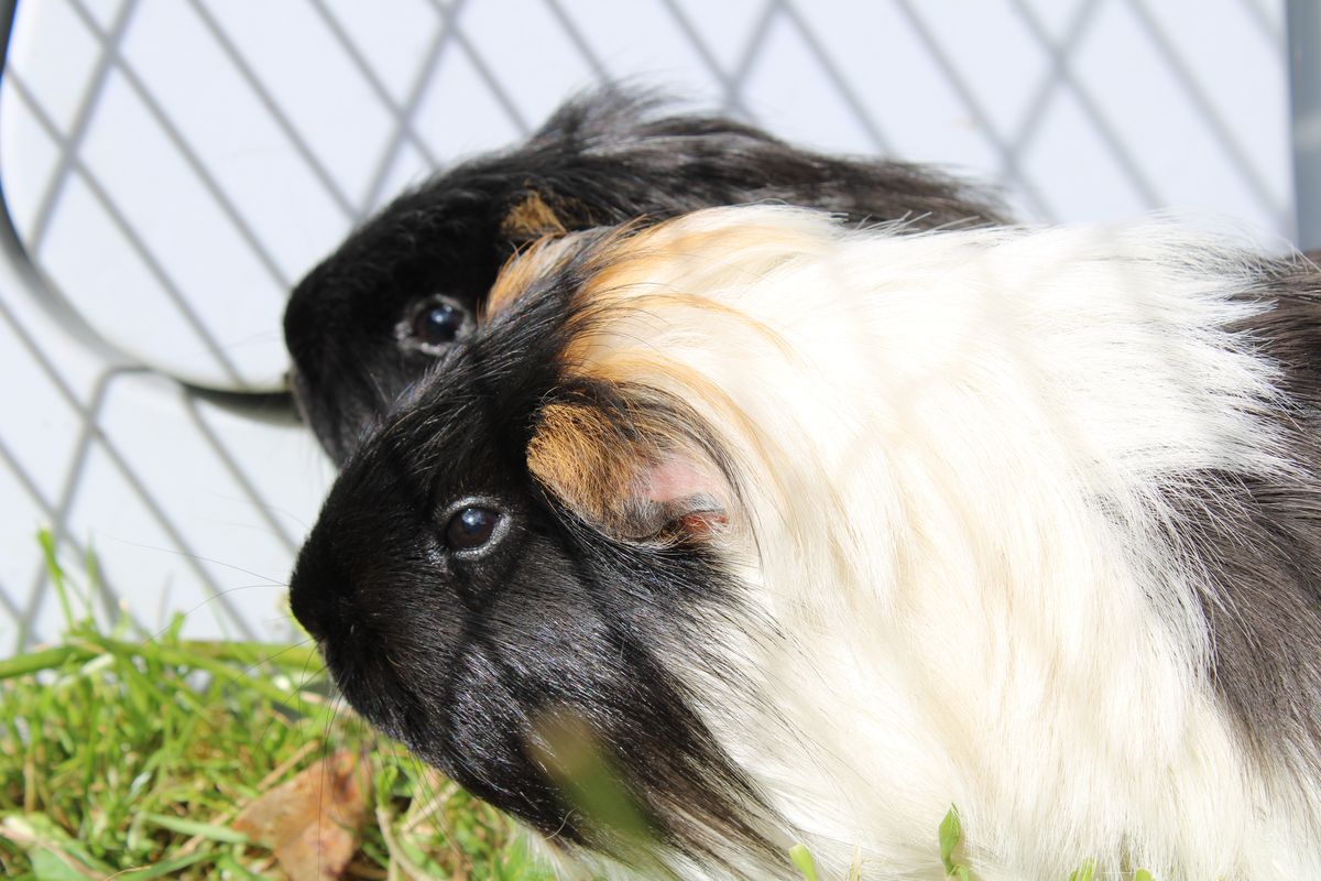 Gallery image: Dumpling