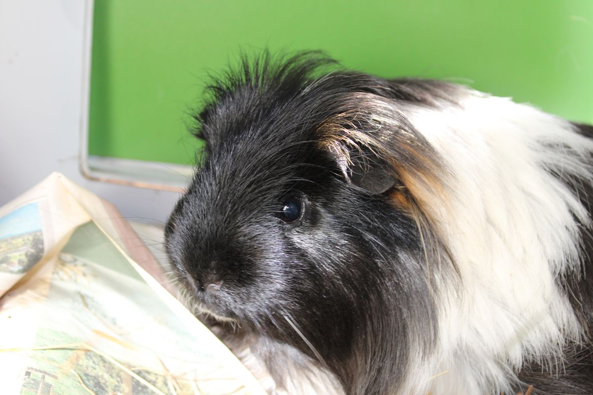 Gallery image: Dumpling