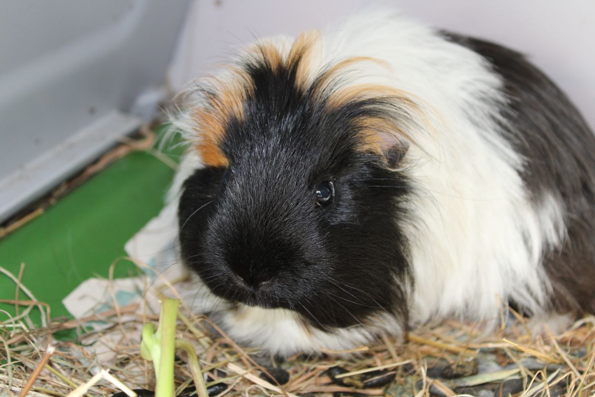 Gallery image: Wonton