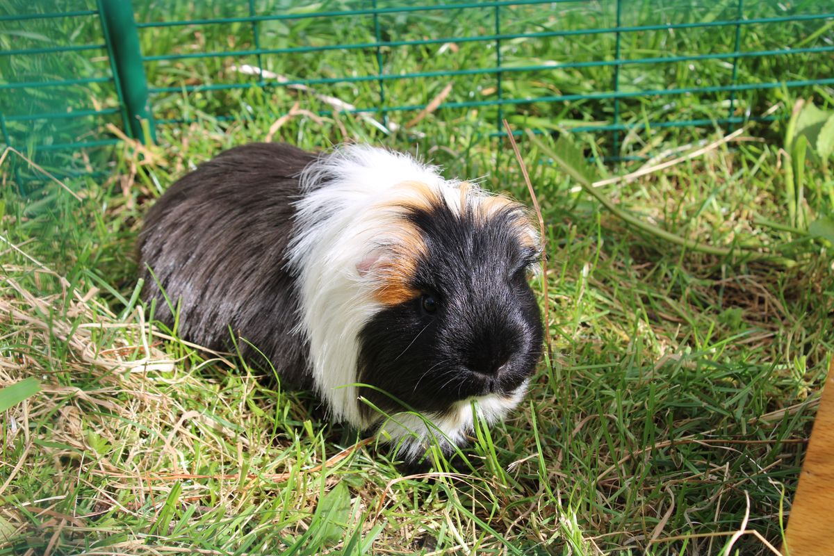 Gallery image: Wonton